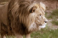 Odense ZOO