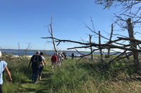  Efterårsvandring på Vigelsø 