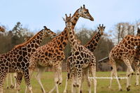 Endagstur til Knuthenborg Safaripark 