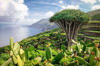Rundrejse på La Palma